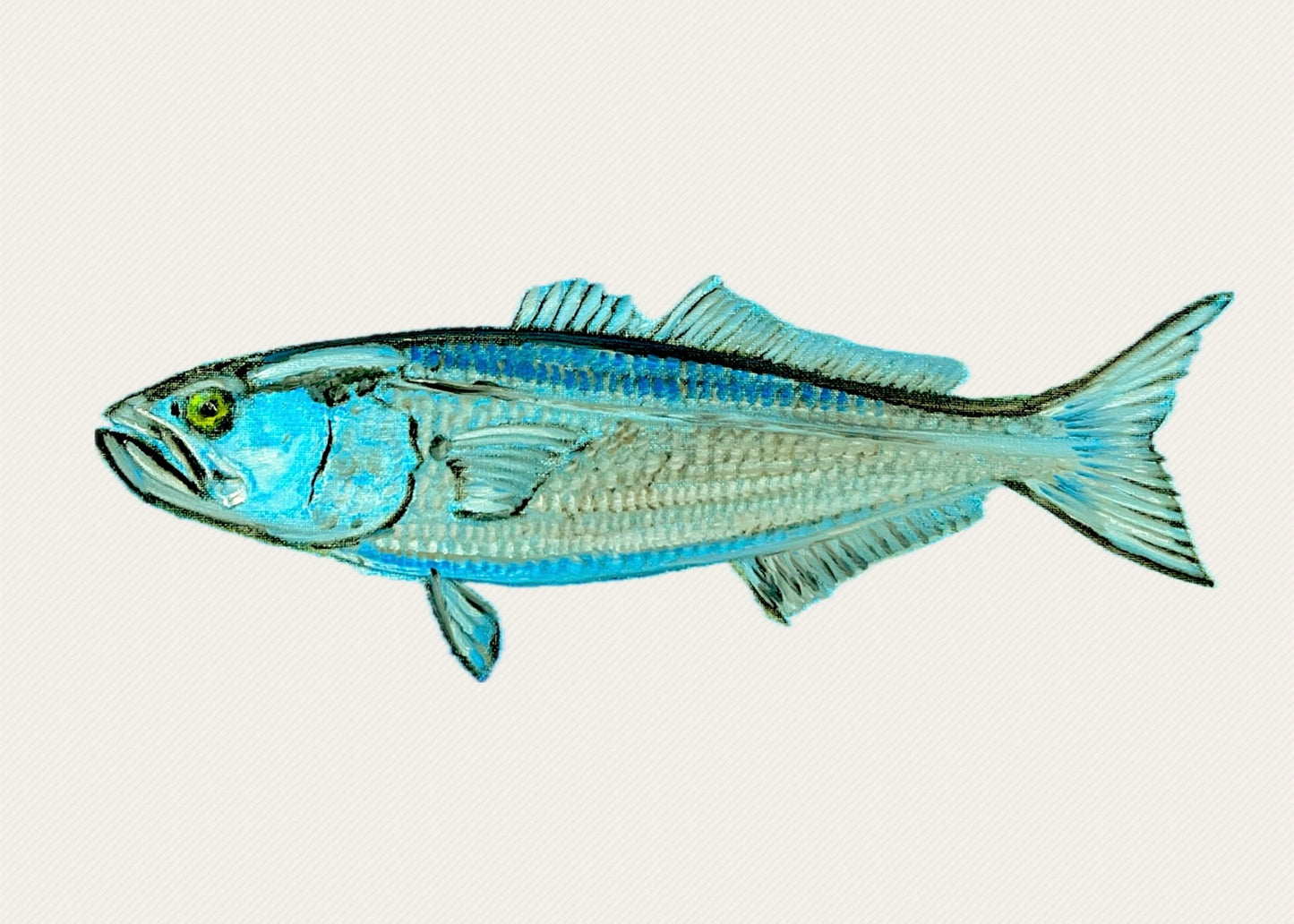 "Bluefish" Fish Print