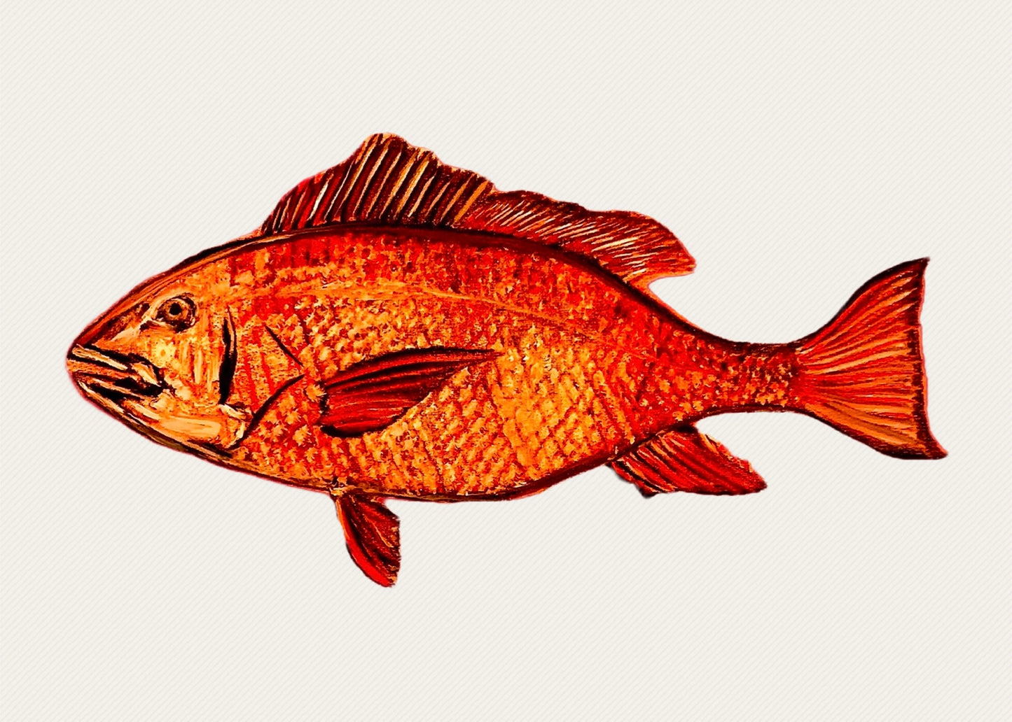 "American Red Snapper" Fish Print