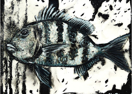 “Sheepshead” Fish Print 4x6